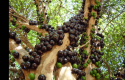 jaboticaba-700x467.jpg