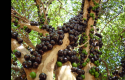 jaboticaba.jpg